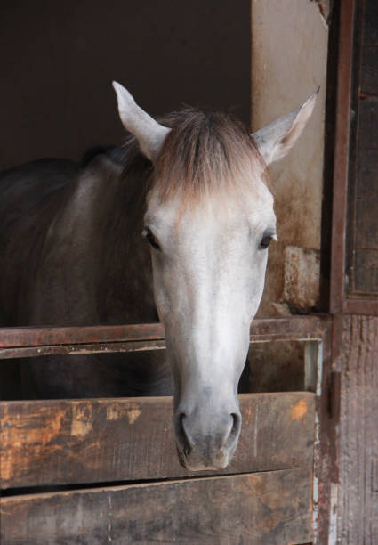 istock a sad gray horse looks with his eyes 1345108562