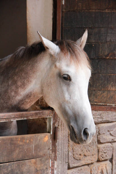 istock a sad gray horse looks with his eyes 1345108577