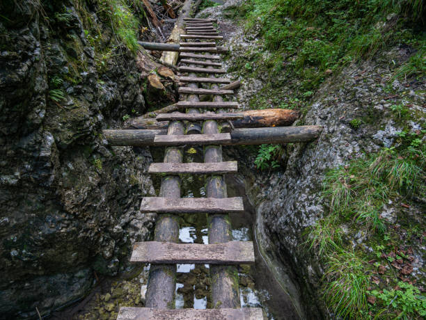 istock Tree trunks with wooden steps over a creek 1345108613