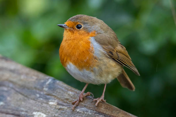istock A close up of a Robin Redbreast. 1345110461