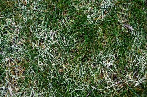 Close-up grass with frost.