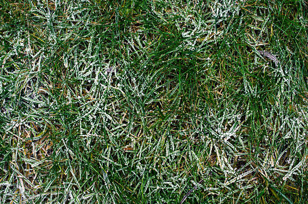 Grass with frost stock photo