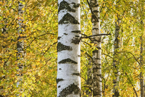 weiße birke gegen gelbes herbstlaub - silver birch tree stock-fotos und bilder
