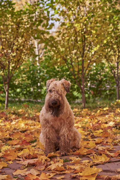 istock A fluffy dog sits on a path strewn with autumn leaves on a sunny day. 1345112714