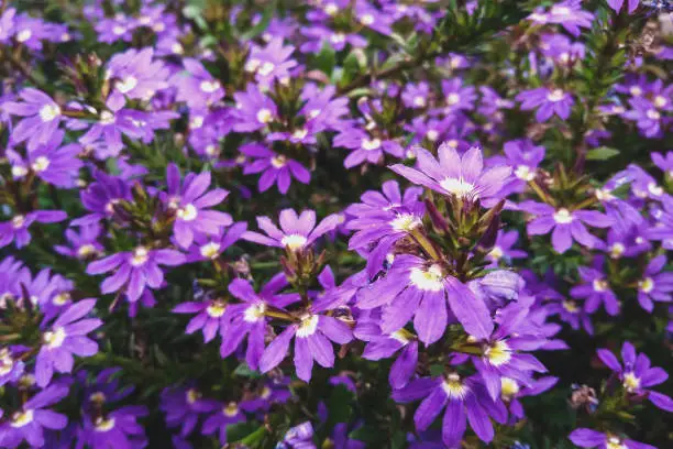 Fairy Fan-flower purple flowers in the garden, Scaevola aemula in bloom
