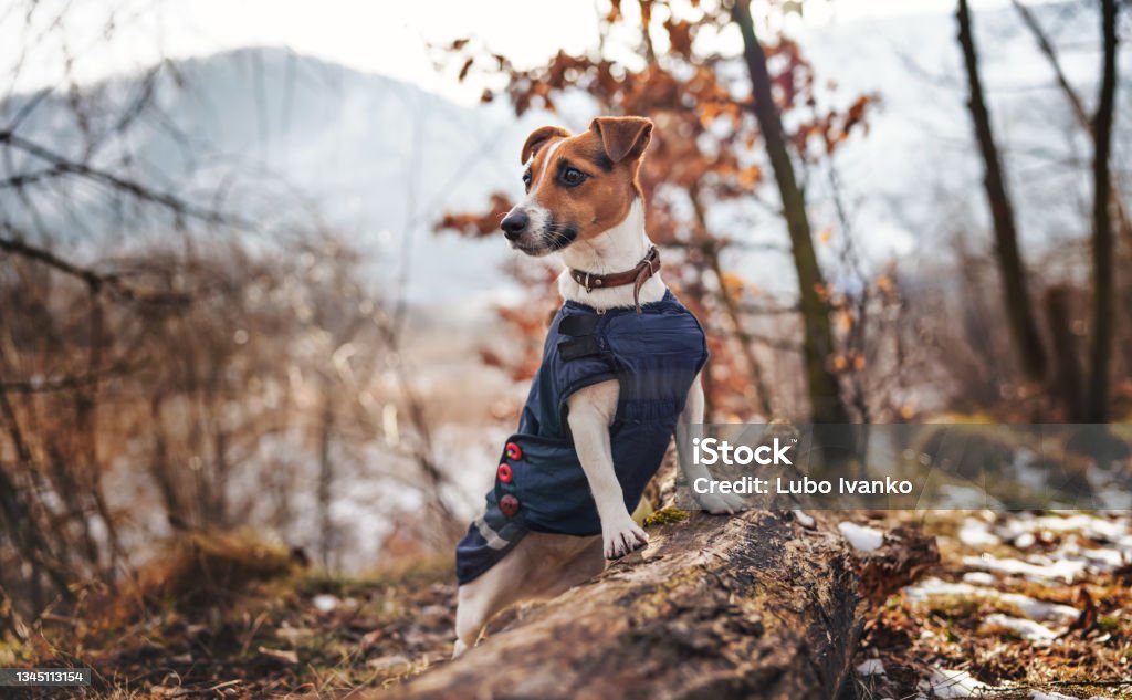 Small Jack Russell terrier in dark blue winter jacket leaning on fallen tree with grass and snow patches, blurred trees or bushes background Small Jack Russell terrier in dark blue winter jacket leaning on fallen tree with grass and snow patches, blurred trees or bushes background. Dog Stock Photo
