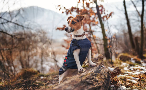 Small Jack Russell terrier in dark blue winter jacket leaning on fallen tree with grass and snow patches, blurred trees or bushes background stock photo