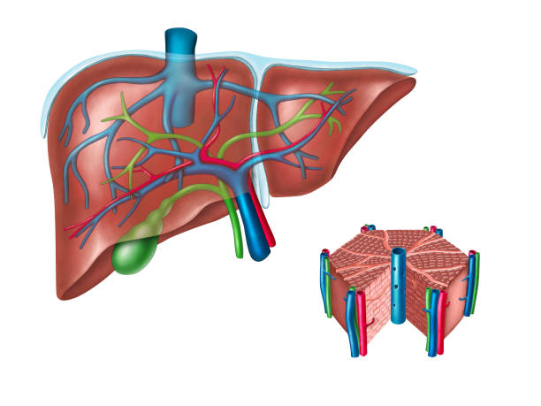 ilustraciones, imágenes clip art, dibujos animados e iconos de stock de anatomía hepática - conducto partes del cuerpo