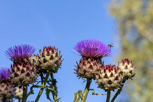 Cardoon flowers and buds in garden against the blue sky