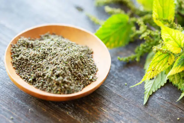 Dried seeds of stining nettle plants  in a small wooden bowl, the seeds are rich in protein, oil and linoleic acid and can be added fresh to smoothies or dried to salads, soups, dips and sauces, here the plants have been picked in october, when leaves are already turning yellow.