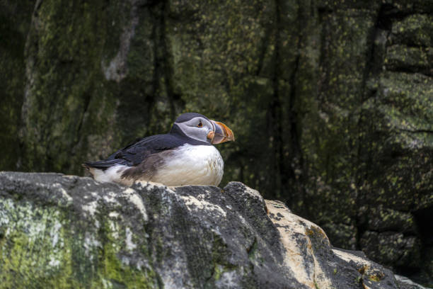 istock atlantic ocean puffin bird resting in nest on cliff rocks 1345114818