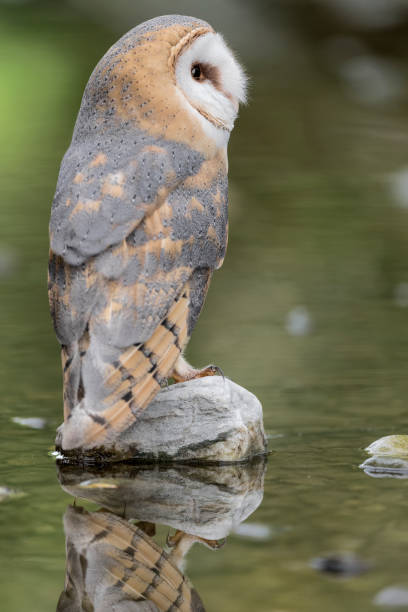 istock Extreme close up for a  Barn owl (Tyto alba) 1345115820
