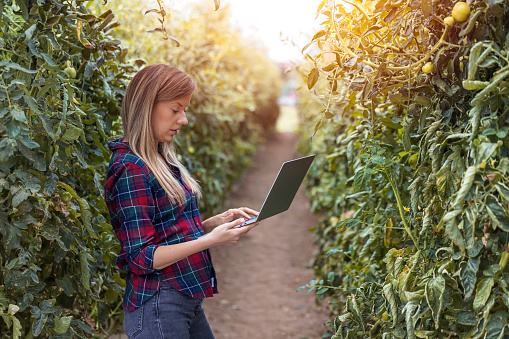 Farmer with computer checking quality and freshness of tomato vegetables in organic food farm. Female entrepreneur using laptop while standing in her small business greenhouse and looking at camera with smile.