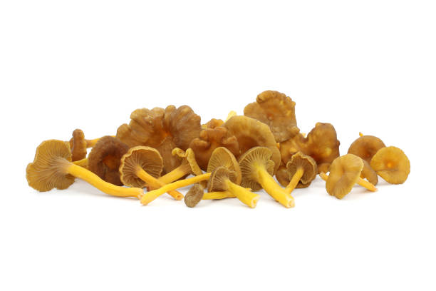 um bando de cogumelos chanterelle de funil comestível selvagem estão em um fundo branco. tampas marrons com brânquias pálidas decorrente e talos ocos amarelos. - chanterelle edible mushroom gourmet uncultivated - fotografias e filmes do acervo