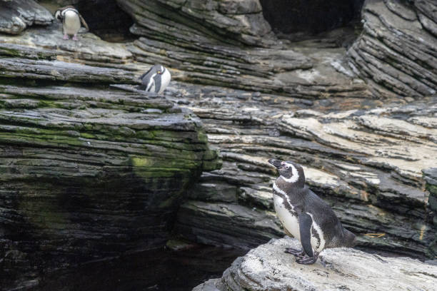 istock Magellanic pinguin close up portrait 1345115970