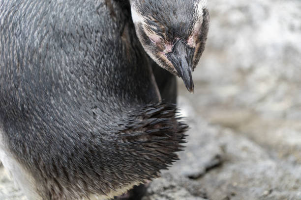 Magellanic pinguin while cleaning feathers close up portrait detail