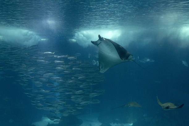 istock Manta in aquarium tank fish 1345116002