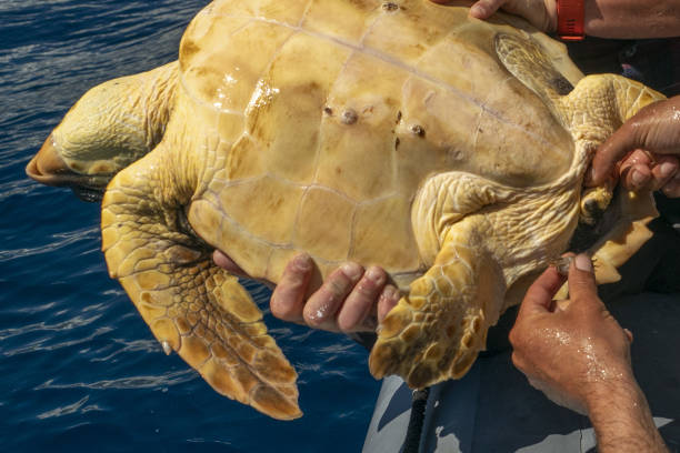 istock sea turtle with crab parasite 1345116419