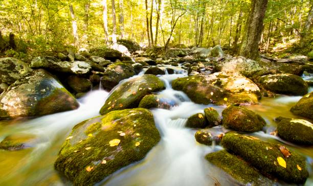 montanhas blue ridge - natureza: córrego e musgo - blue ridge mountains stream forest waterfall - fotografias e filmes do acervo