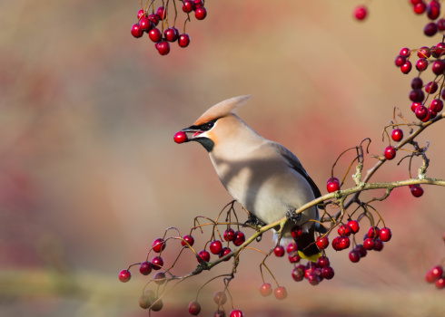 A Cedar waxwing in its natural environment in the Laurentian forest in winter.