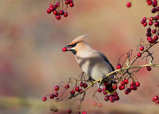 A Waxwing with a Berry in its beak, perched on a Hawthorn twig laden with Berries