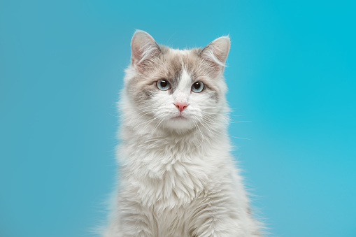 Portrait of a beautiful funny cat on a blue background. Munchkin breed.