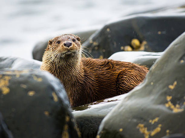 istock Otter - Isle of Arran 134511756