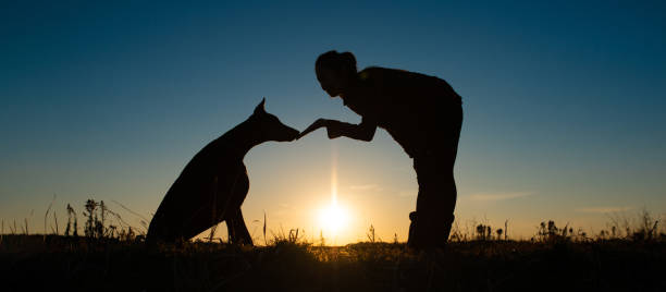 Doberman and owner silhouette Doberman and owner silhouette police dog handler stock pictures, royalty-free photos & images