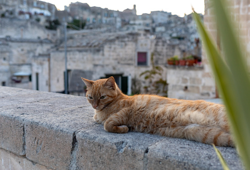 A ginger cat lying on a street in the Sassi di Matera a historic district in the city of Matera. Basilicata. Italy