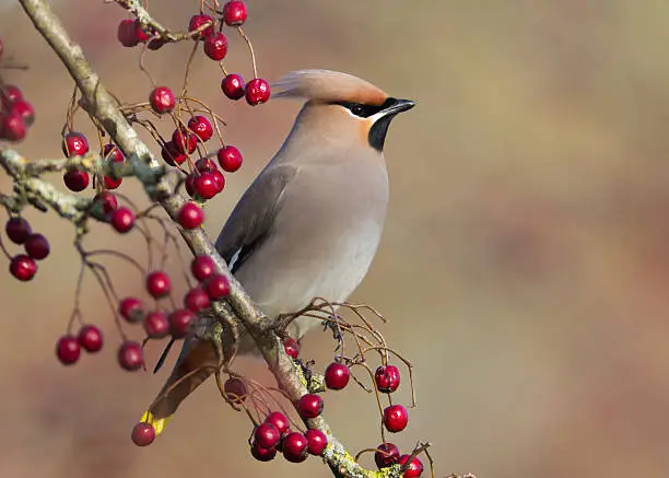 A Waxwing perched on a Hawthorn branch full of berries
