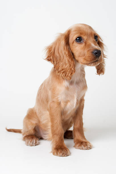istock Dog puppy sitting 134512202