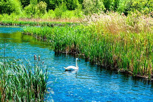 A swan enjoying a paddle through the tall grasses of a local pond in Wellesley, MA, a suburb just outside of Boston, MA.