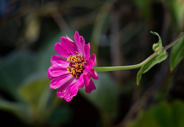 Zinnia isolated in the garden