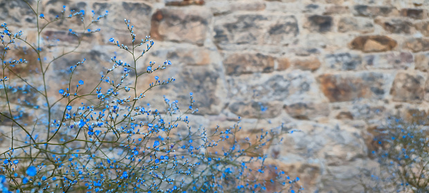 Close-up selective focus blue limonium flower,old stone wall background.Contrast color scheme,tenderness rudeness concept.Copy space.Natural backdrop,horizontal banner,cover design,desktop wall paper.