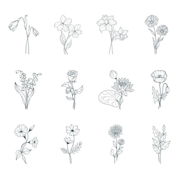 illustrations, cliparts, dessins animés et icônes de ensemble de fleurs du mois de naissance. vector isolé au printemps et en été fleurs et bourgeons pour les invitations de mariage. - daffodil flower isolated cut out