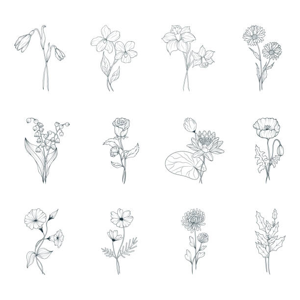 Birth month flowers set. Vector isolated spring and summer blossom herbs and buds for wedding invitations. Birth month flowers set. Vector isolated spring and summer blossom herbs and buds for wedding invitations. flower drawings stock illustrations
