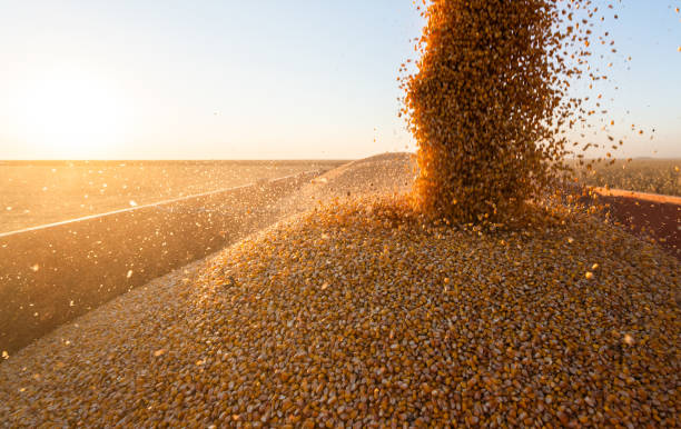 istock Grain auger of combine pouring corn into tractor trailer 1345129572
