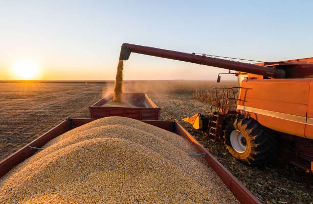 istock Grain auger of combine pouring corn into tractor trailer 1345129575