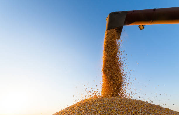 Grain auger of combine pouring corn into tractor trailer