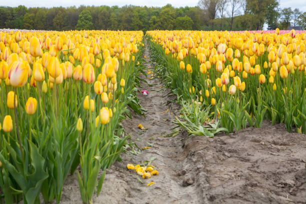 istock Field of tulips 1345129709