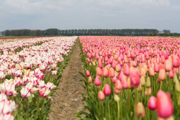 Free Stock Photo of Field Full of Pink and White Tulips | Download Free ...