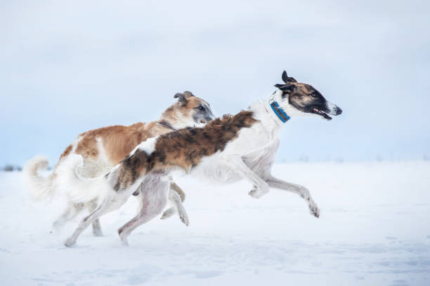 Dogs moving on the outdoor lawn