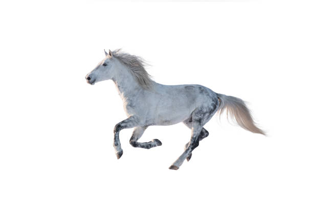 White horse run painted with watercolors.