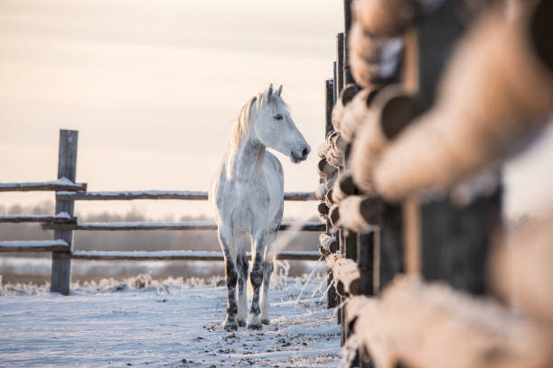 grey horse in the paddock. - winter snow livestock horse imagens e fotografias de stock