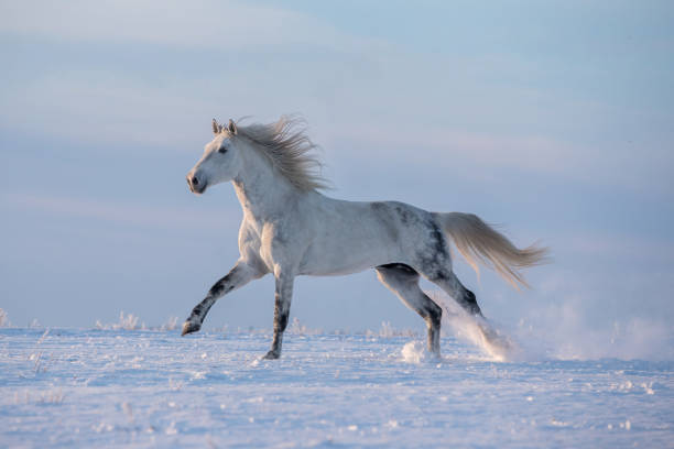 istock Grey horse running on the snow-capped meadow 1345129873