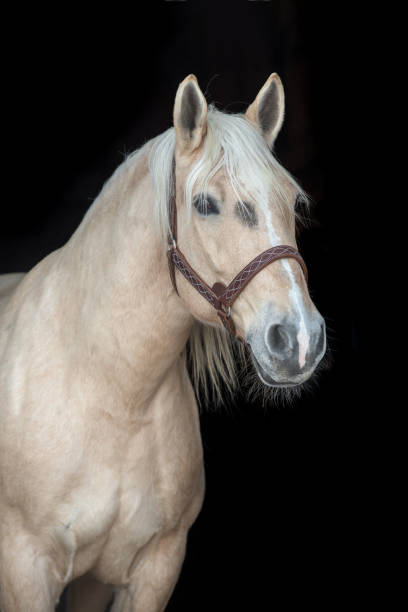 istock Palomino draft horse isolated on black backgtound. 1345129906