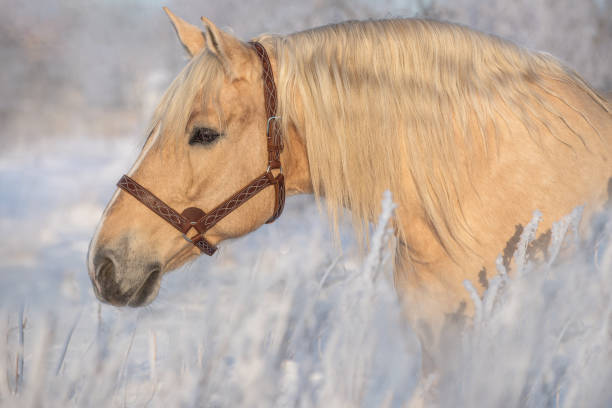 portrait of a palomino horse. - palomino imagens e fotografias de stock