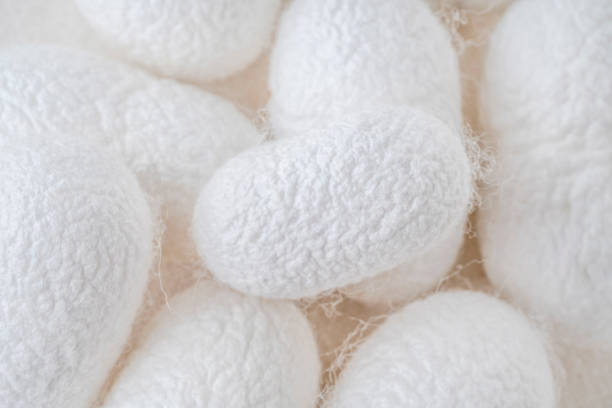 istock white silkworm cocoons shells, source of silk fabric as a background with selective focus 1345129981
