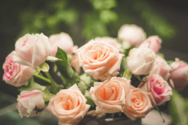 Rose blooming in summer garden. Pink roses flowers growing outdoors