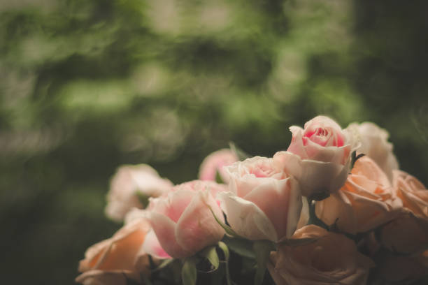 istock Pink  Rose blooming in summer garden 1345131153